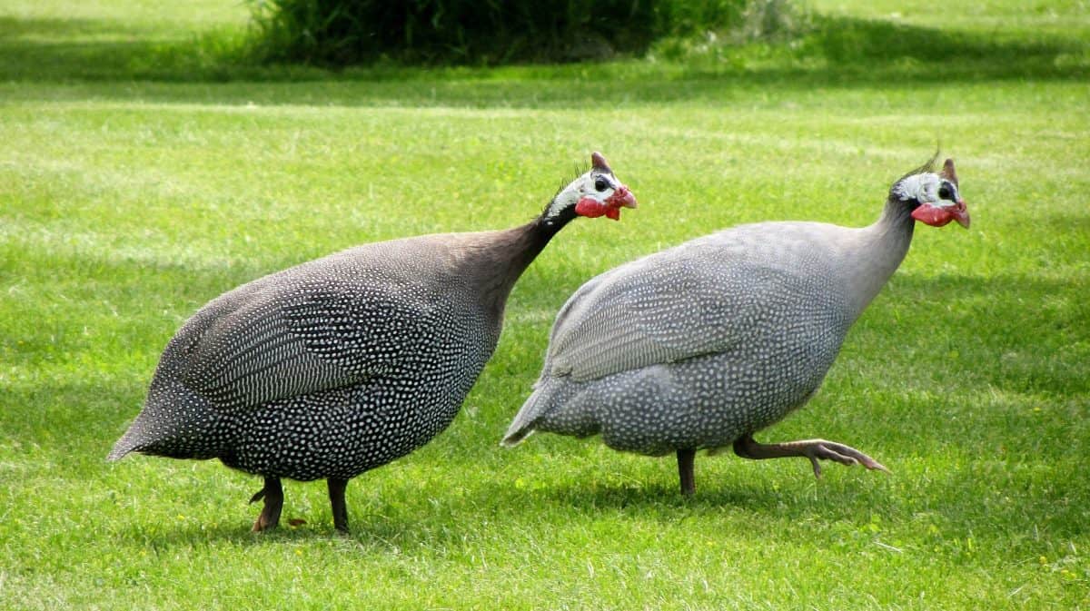 Can You Eat Roosters? How to Make the Most of an Unpopular Bird : Heart's  Content Farmhouse