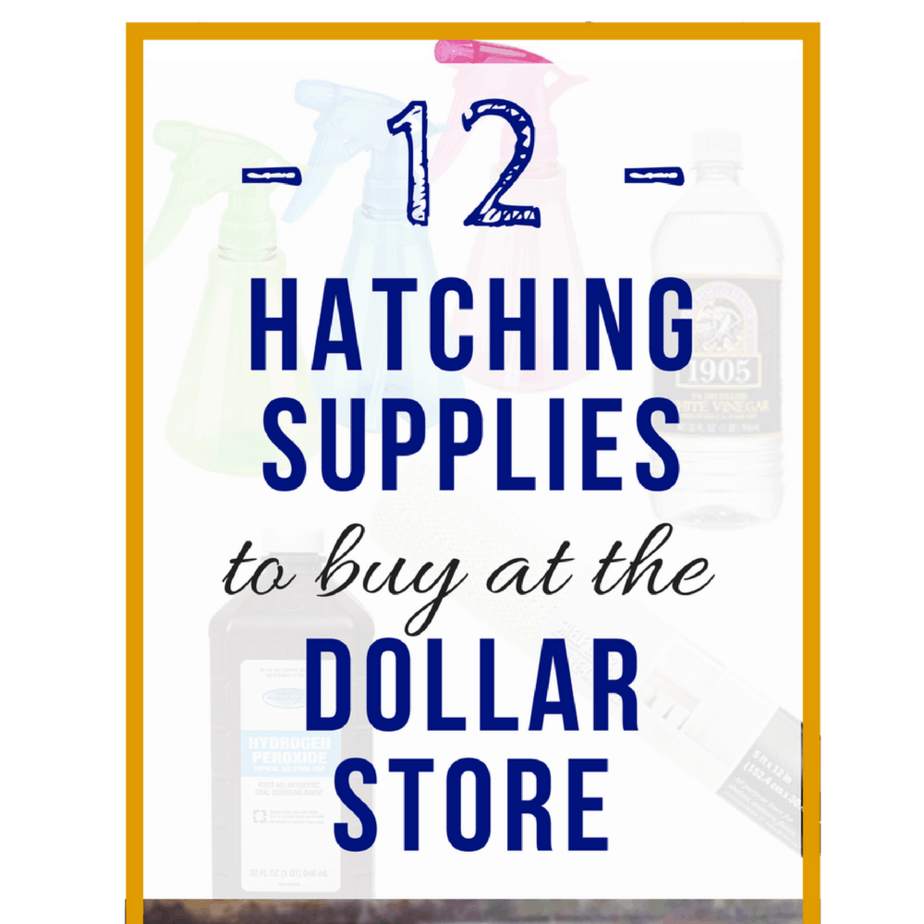 hatching supplies to buy at the dollar store