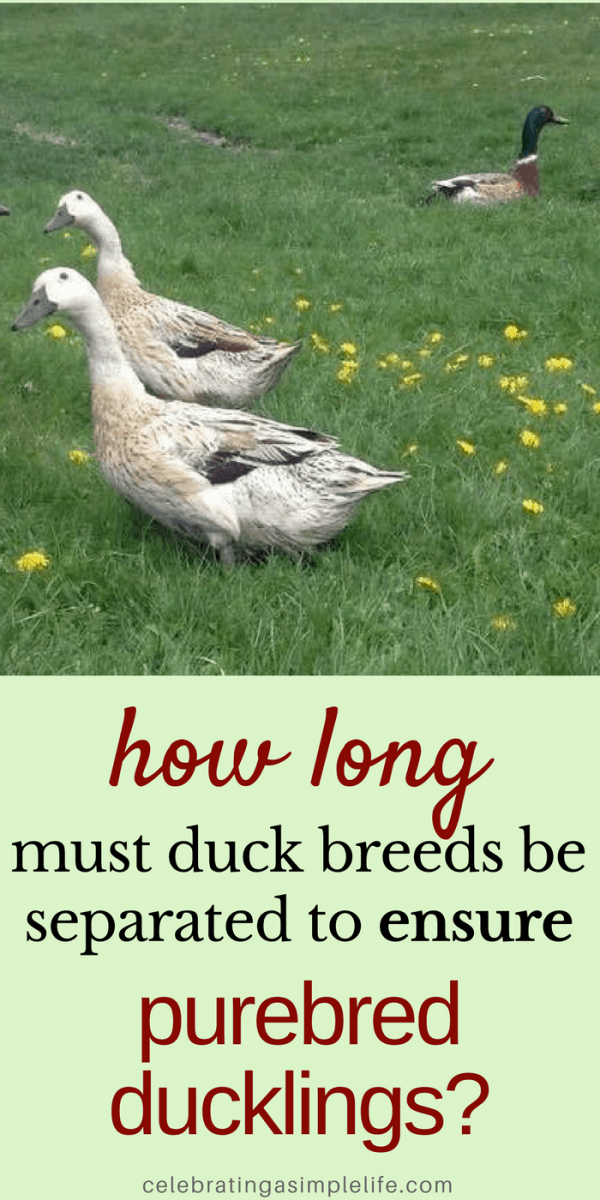 How to ensure purebred ducklings