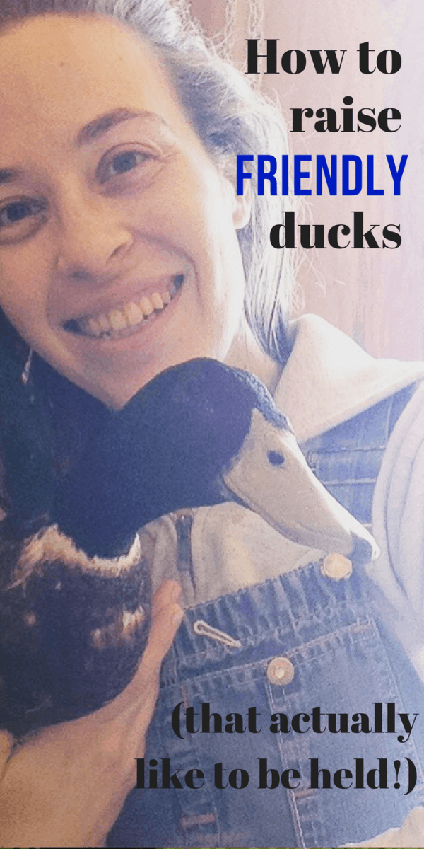 how to raise friendly ducks