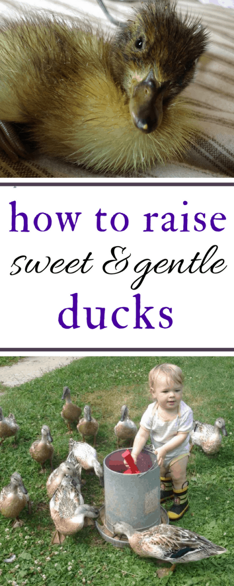 how to raise gentle ducks
