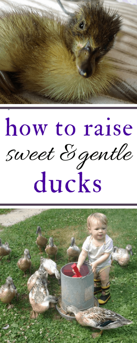 How to Raise Baby Ducks – Flockjourney