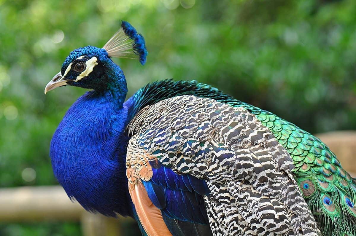 peafowl as a homestead bird