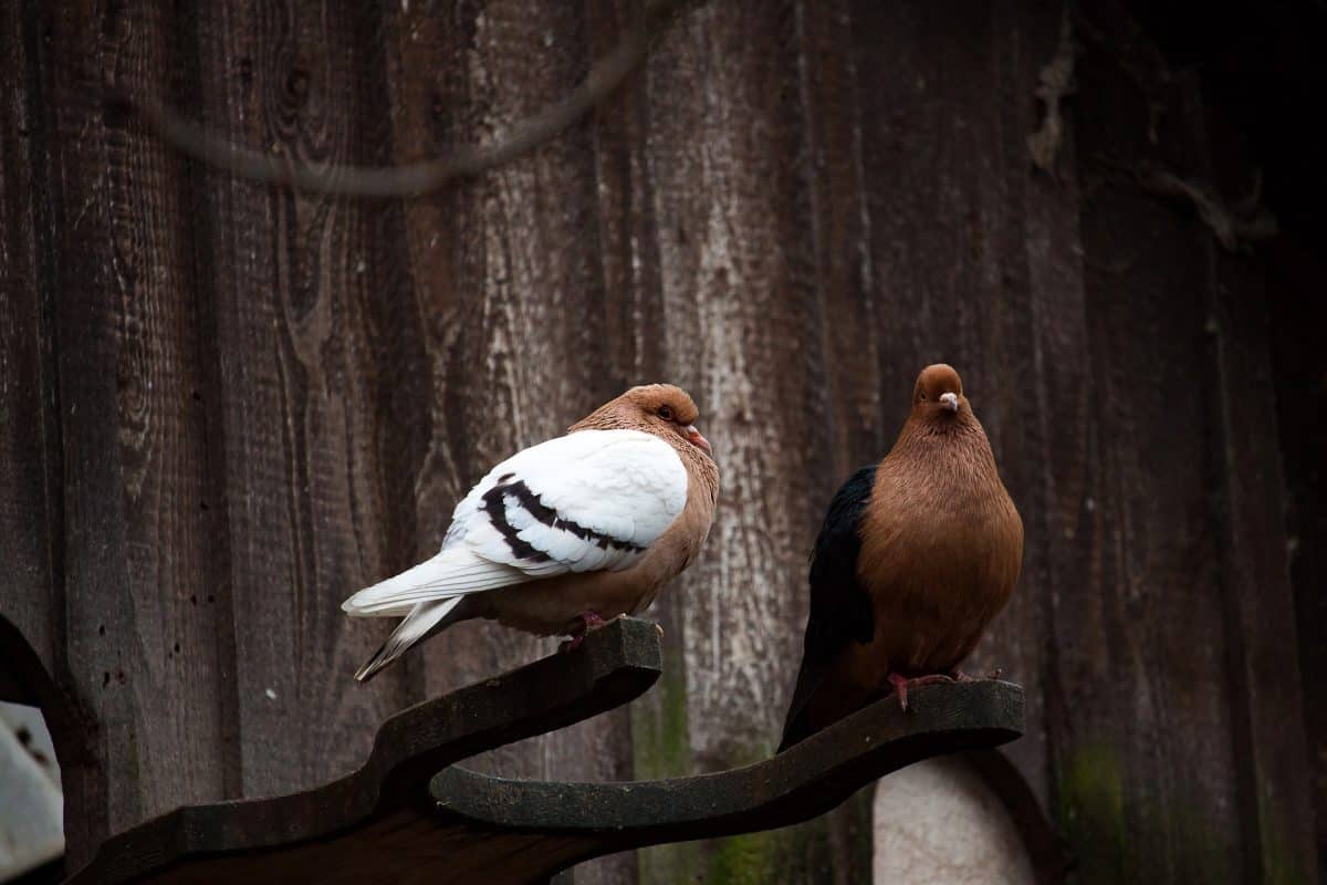 raising pigeons for meat