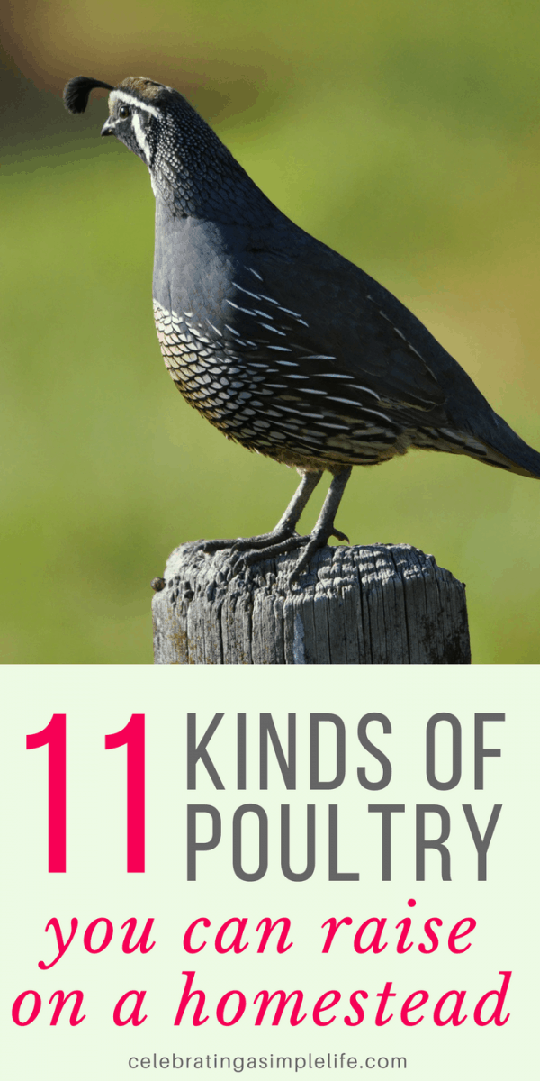 11 Types of Poultry for Homesteads and Farms - Salt in my Coffee