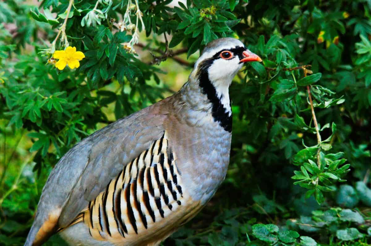 raising partridges