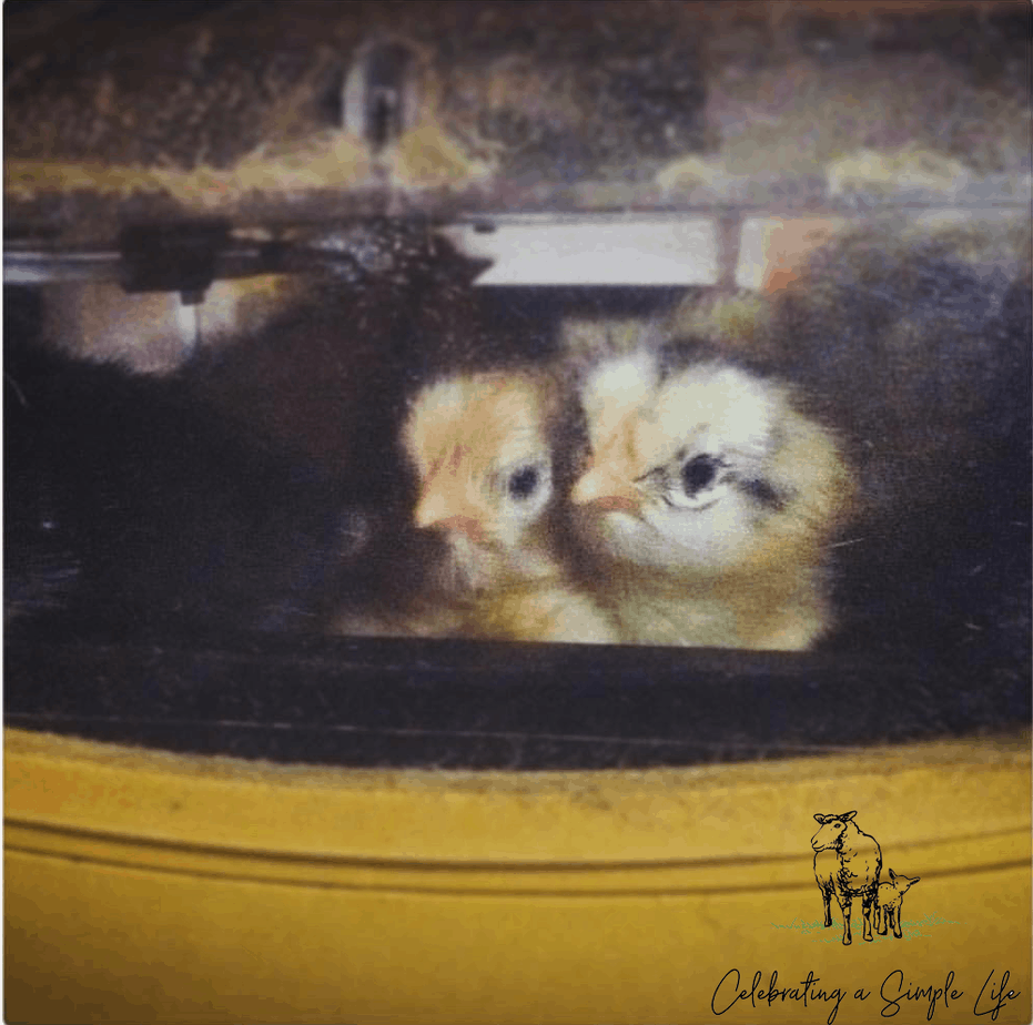 chicks newly hatched from stored eggs