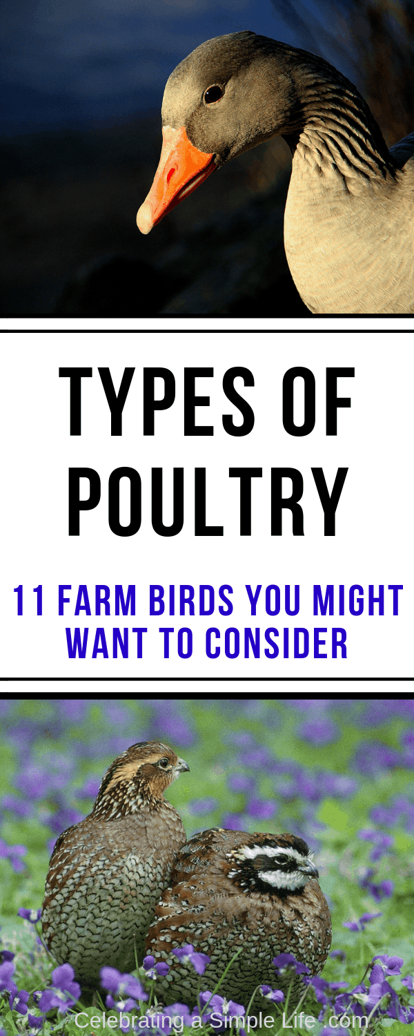 types of poultry for farms and homesteads