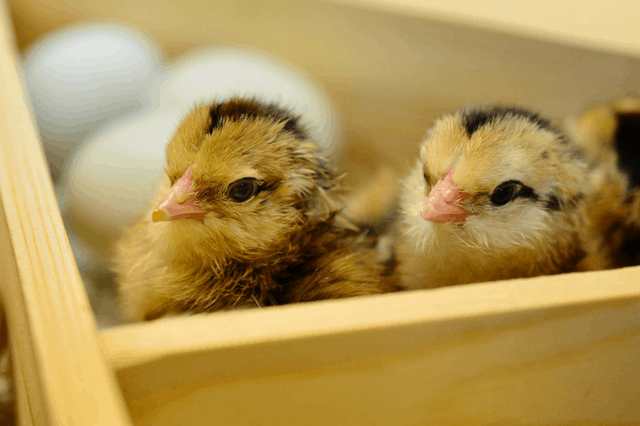 what to ask your poultry breeder before buying chicks