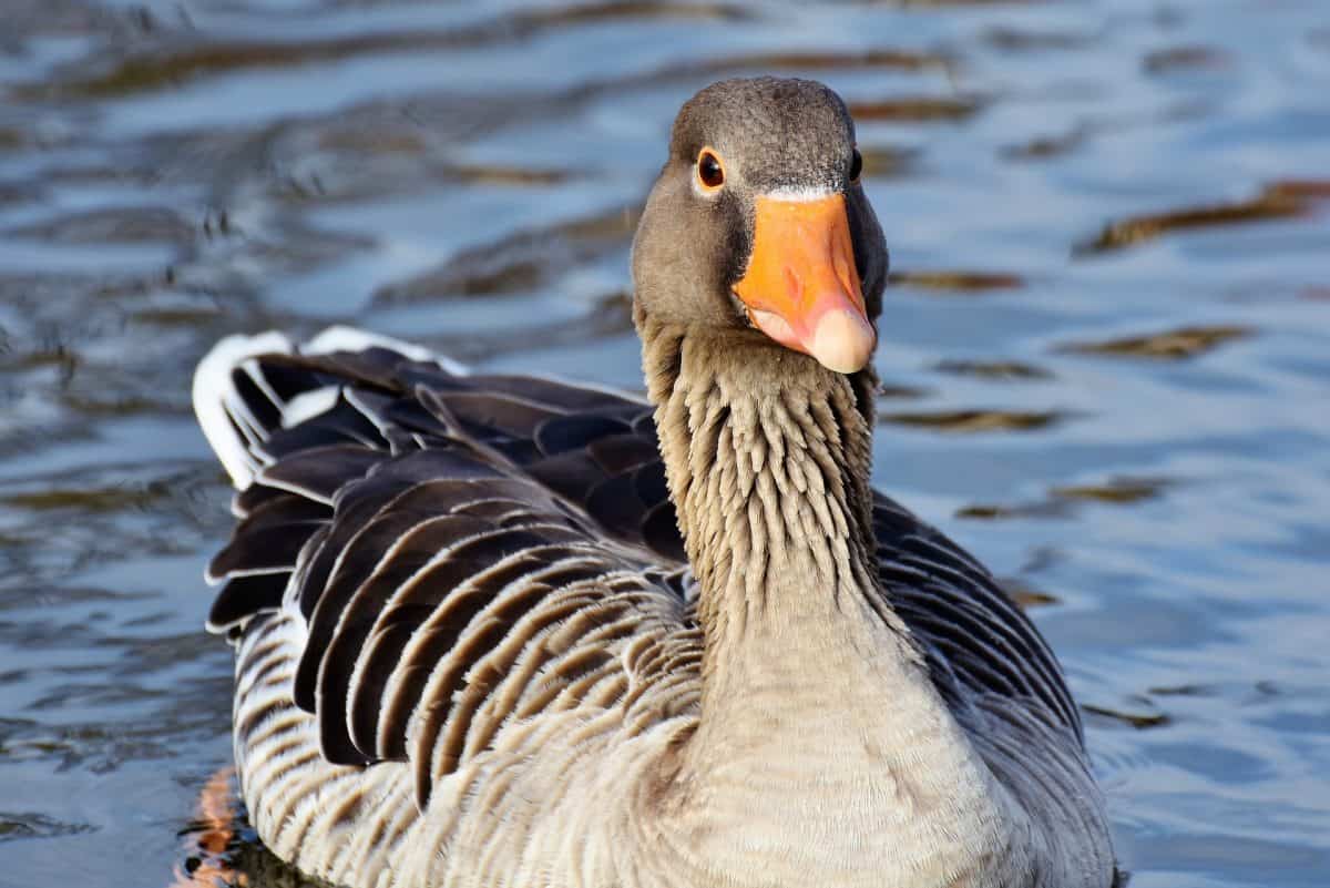 Why You Should Keep Guinea Fowl! 