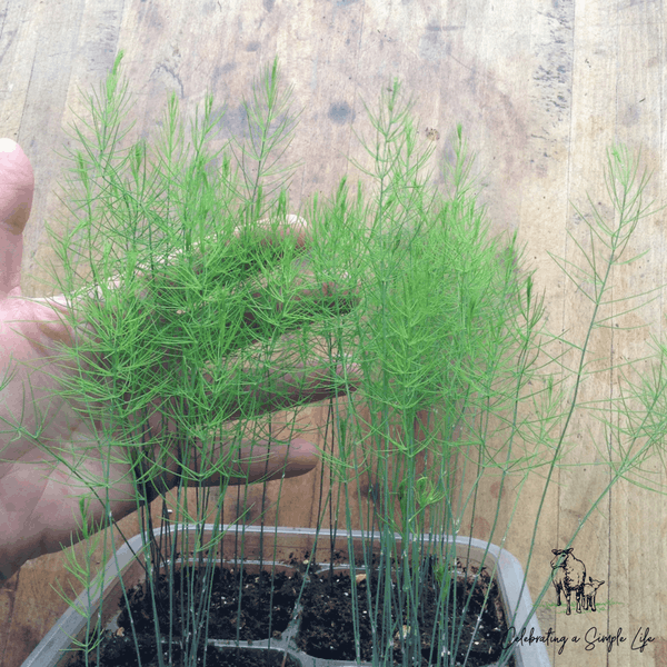 growing asparagus from seed