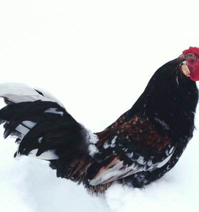 choosing the best rooster for your flock