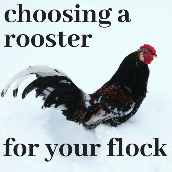 5 Best Chicken Breeds and Picking The Perfect Flock Mate - The