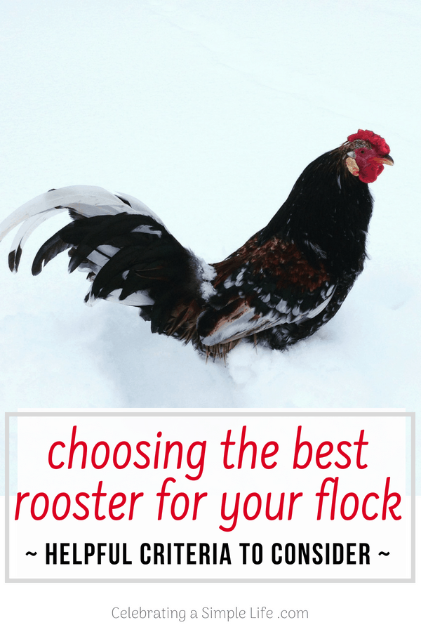 How To Tell A Rooster From A Hen (Is it a Boy or a Girl?) - The Happy  Chicken Coop