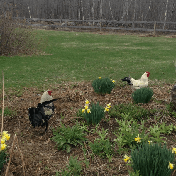 roosters with flowers