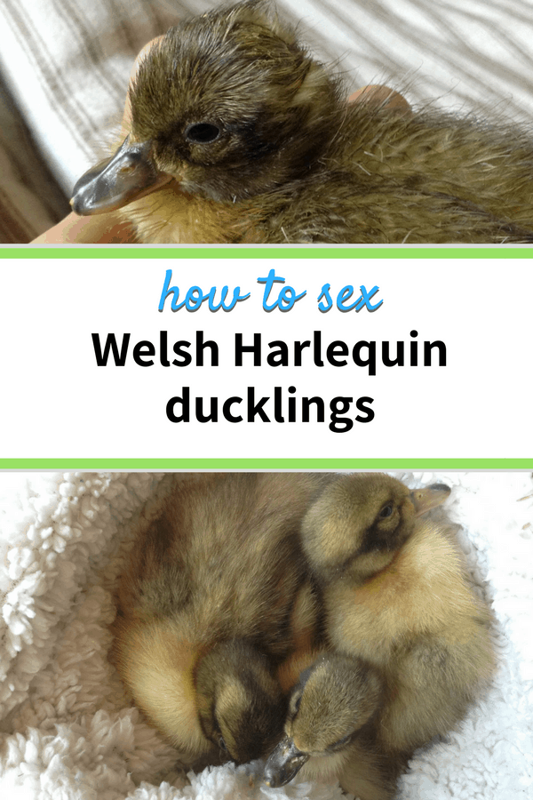 how to sex welsh harlequin ducklings