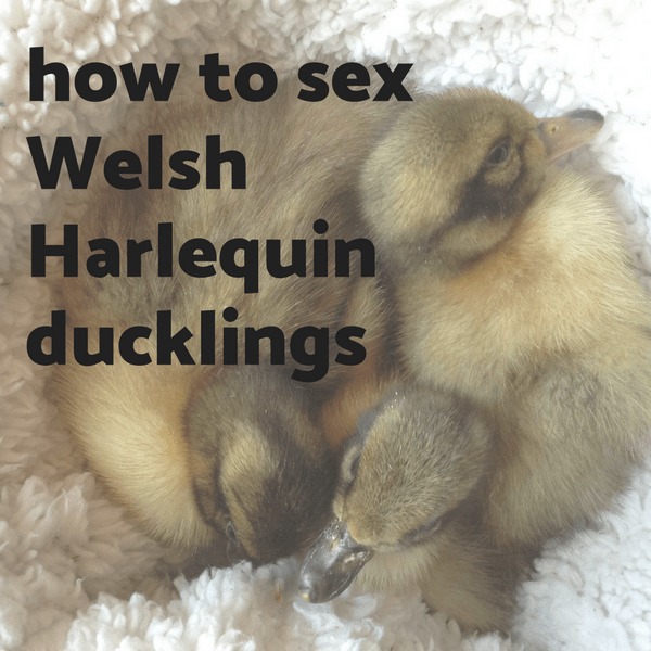 how to sex Welsh harlequin ducklings