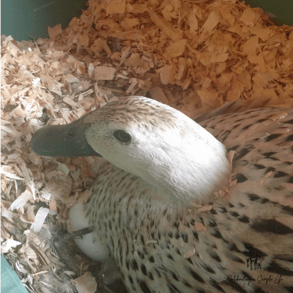 how to tell if you have a broody duck