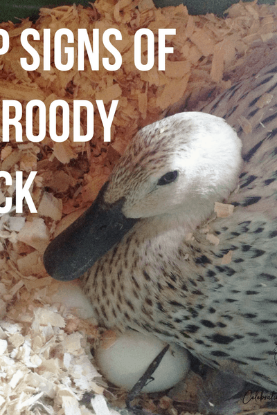top signs of a broody duck