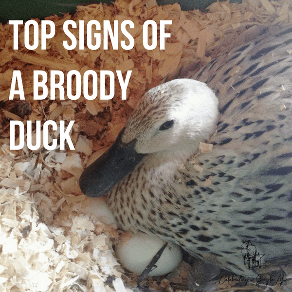 top signs of a broody duck