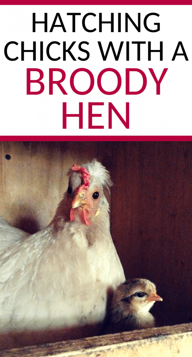 hatching chicks with a broody hen