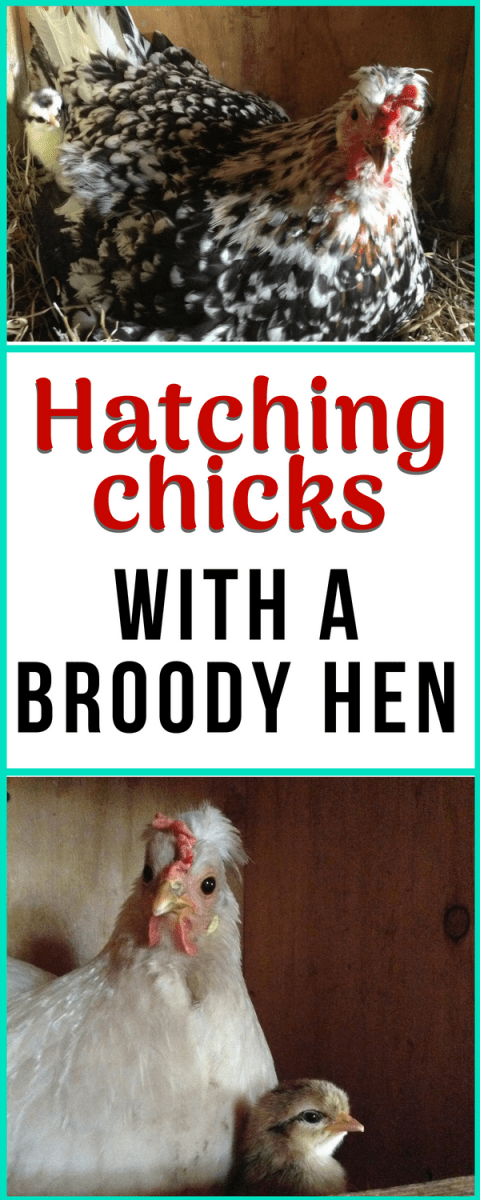 hatching chicks with a broody hen
