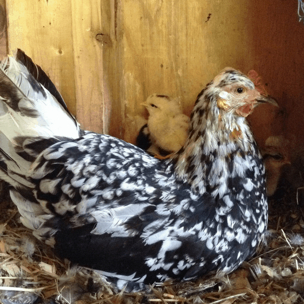 broody hen with chicks