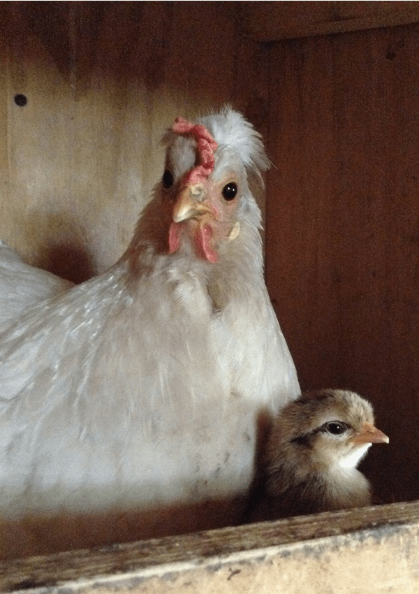 mother hen with baby chick