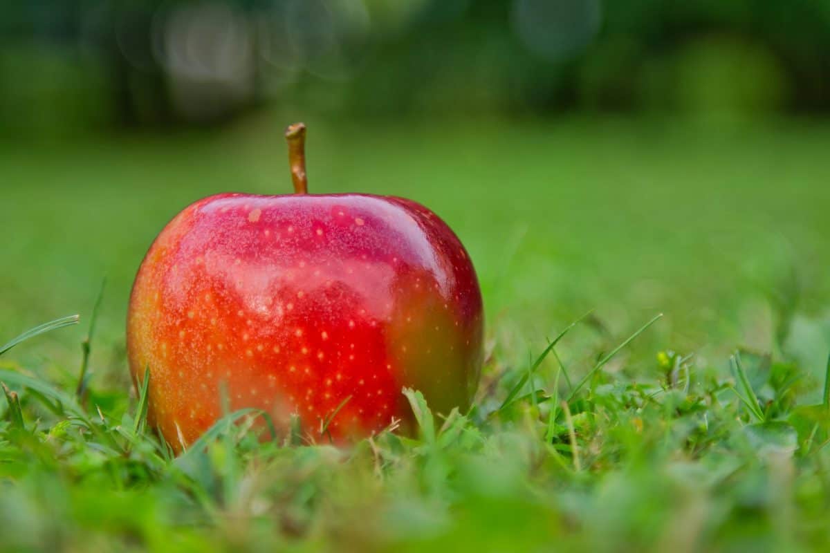 Фото яблока Apple