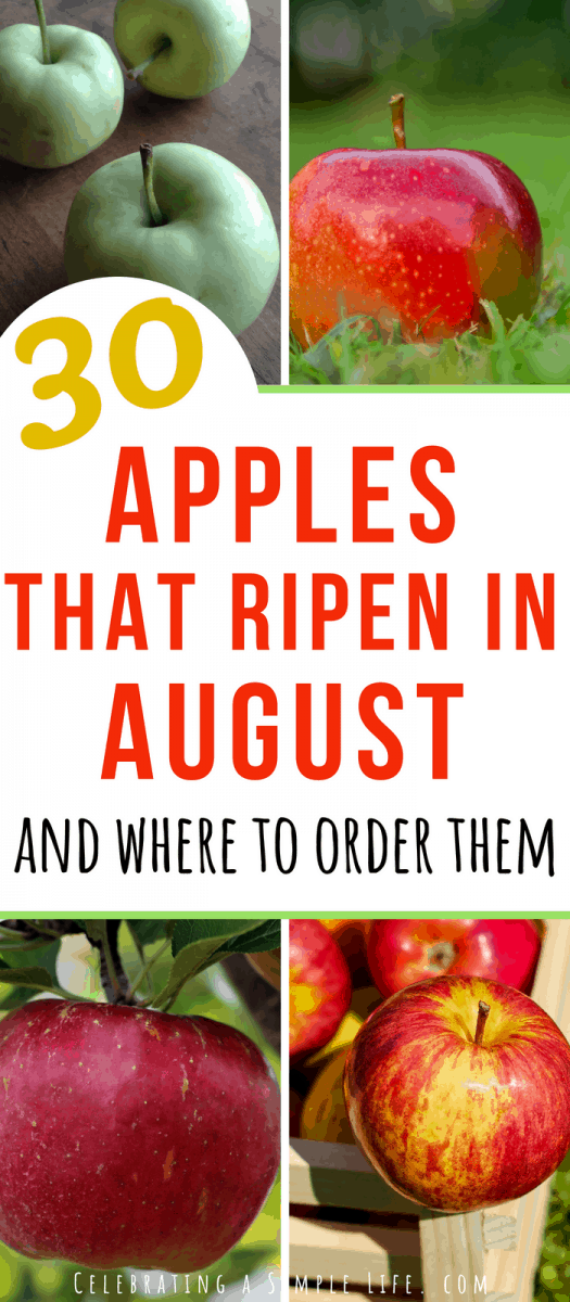 apples that ripen in August