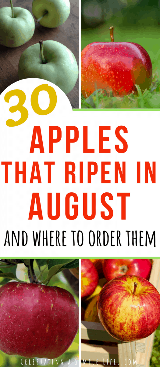 Granny Smith Apple – Determining Ripeness