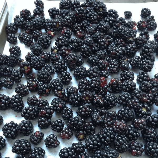 how to freeze blackberries at home