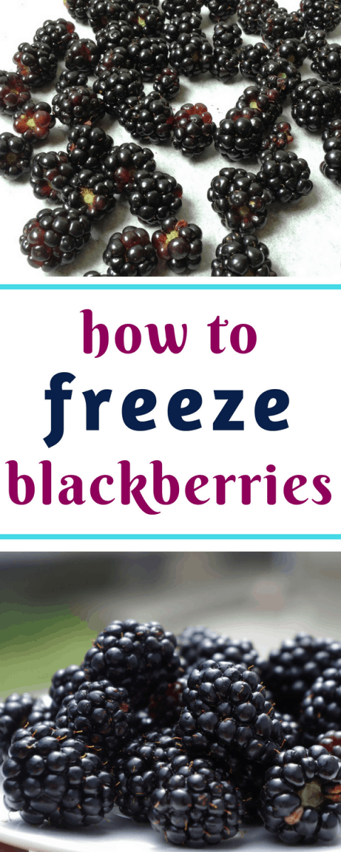 How to freeze blackberries