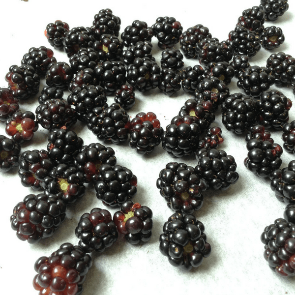 how to freeze blackberries