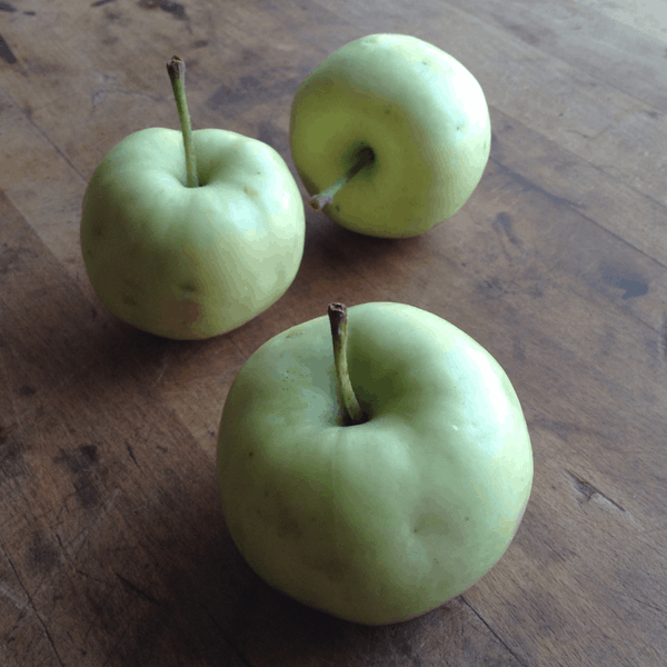 yellow transparent apple - an early harvest apple tree variety