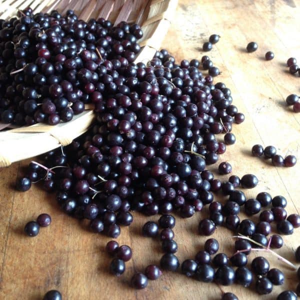 Elderberries