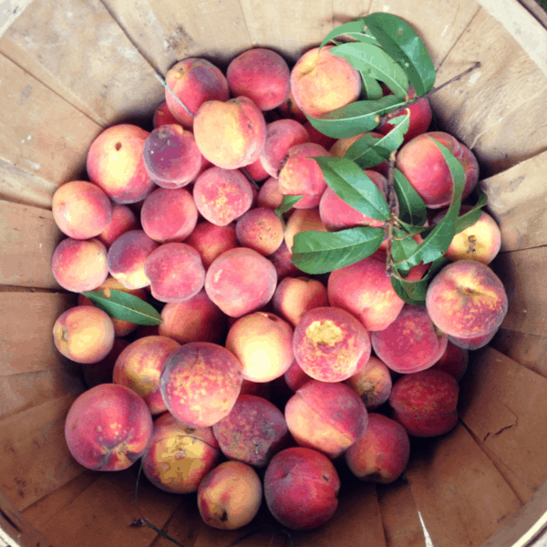 basket full of peaches