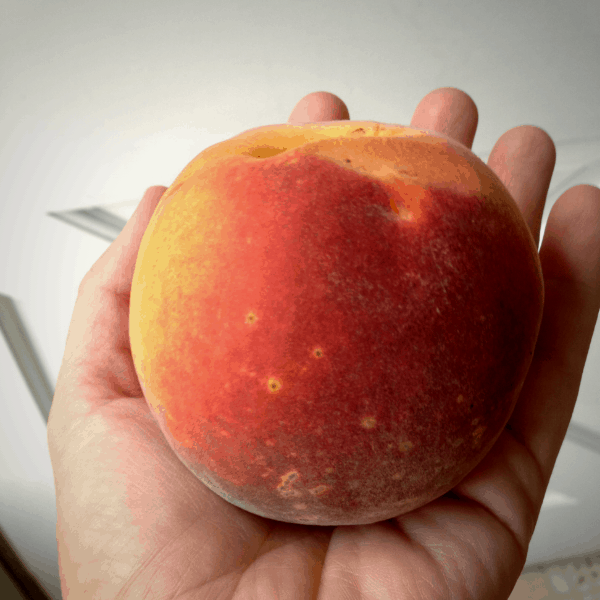 hand holding a large fresh peach