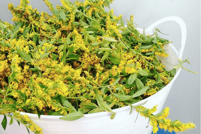 dyeing with goldenrod