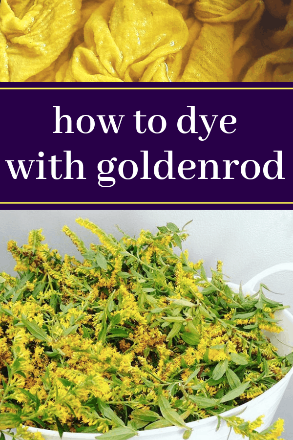 how to dye with goldenrod