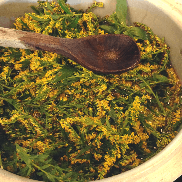 creating a goldenrod dye bath