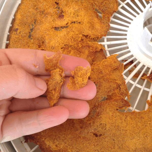 drying pumpkin puree in a dehydrator for pumpkin flour