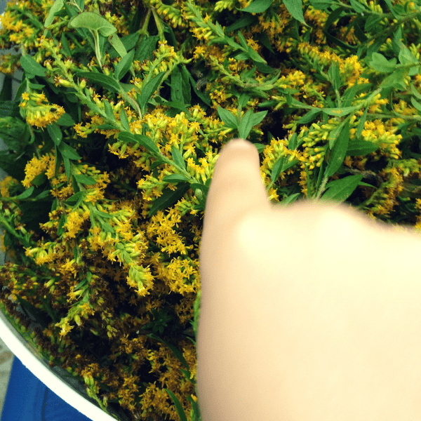 goldenrod blossoms for dyeing
