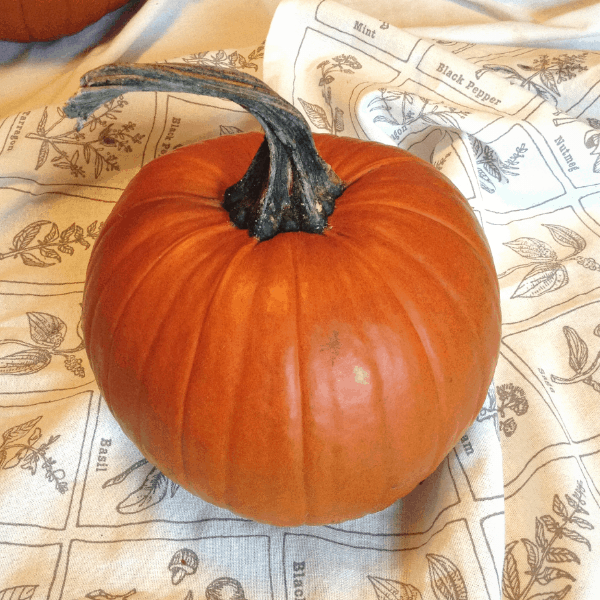 perfect pie pumpkin for making pumpkin puree in a pressure cooker