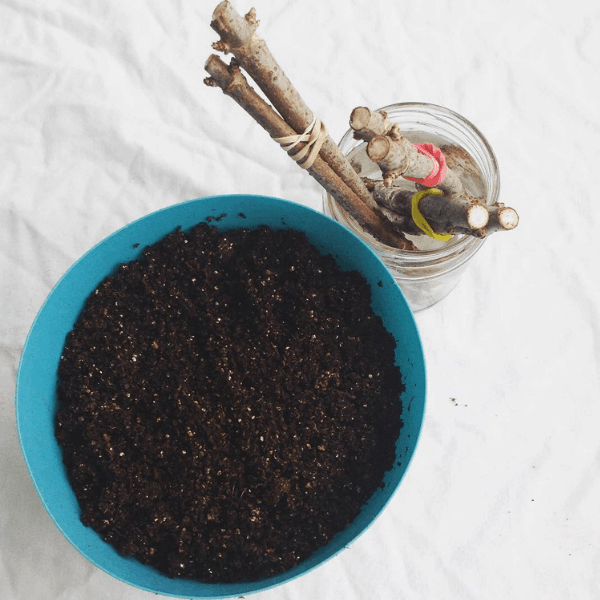 growing elderberry bushes from cuttings