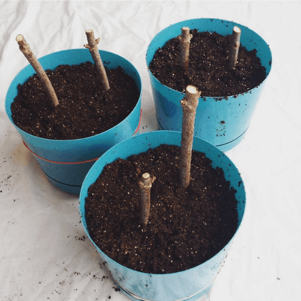 growing elderberry bushes from cuttings