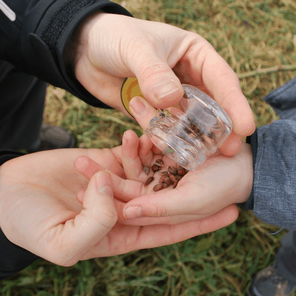 growing rootstock from apple seeds