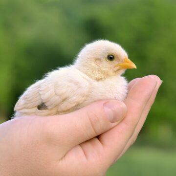 day old chicken chick sitting in a hand