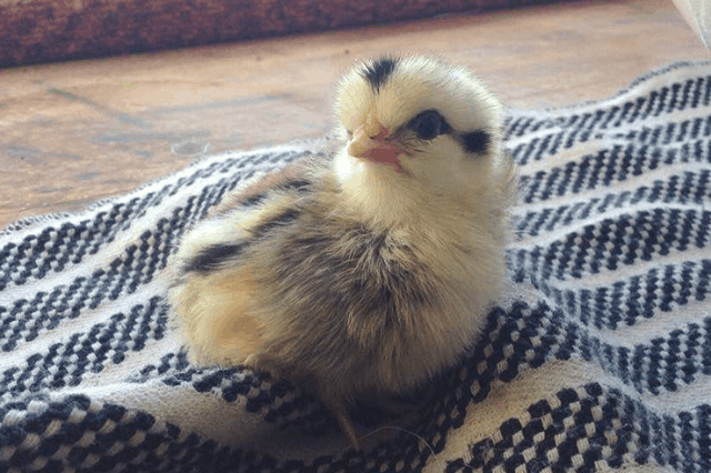 hatching heritage breeds for extra income