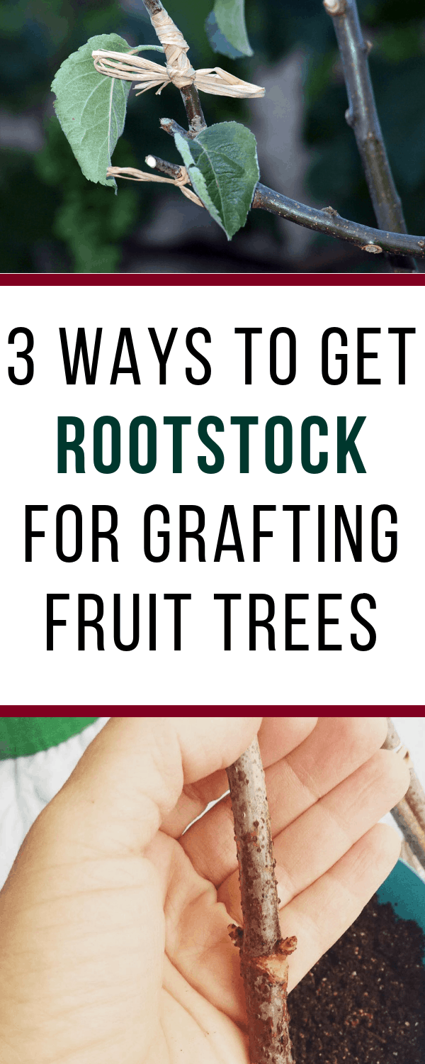 how to get rootstock for grafting fruit trees
